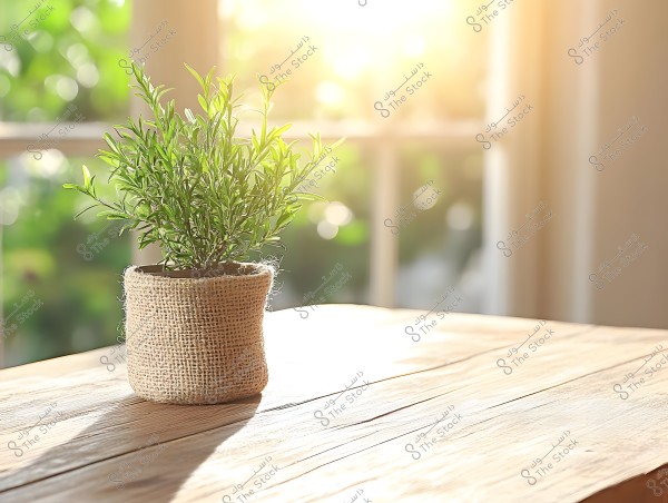 An image of a small plant pot wrapped in burlap placed on a wooden table. Sunlight glows from the background, with a glass window visible and a blurred view of sunlight and greenery outside.