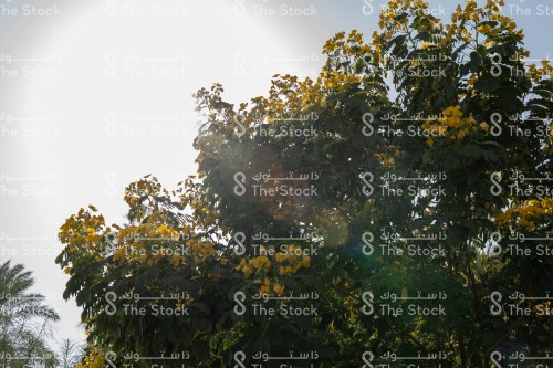 A flowering tree inside a farm in the Diriyah area in Riyadh