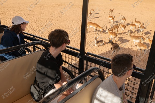 A scene of a group of people sitting in an open vehicle on a desert safari, observing a herd of brown deer wandering and lying on the sand in the background. The individuals are wearing caps and sunglasses to protect themselves from the sun, and the light-colored sand fills the scene with its warm tones.