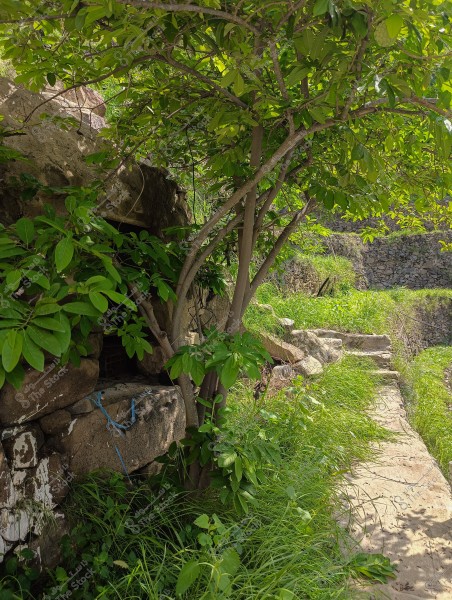 The image shows a natural scene featuring a stone wall covered with lush green plants, with a tree with dense foliage extending over the path. The surrounding area is filled with trees and plants, creating a beautiful, natural atmosphere.
