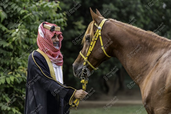 Image of a man standing next to a horse in a green environment. The man is wearing traditional Arab clothing with a red keffiyeh and agal, suggesting he is from the Gulf region. The horse is brown with a yellow bridle. The scene appears calm and reflects a connection between human and animal.