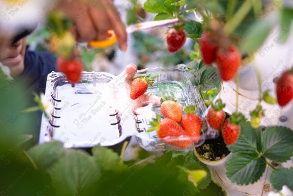 A snapshot of a Saudi woman picking red strawberries on a farm in Saudi Arabia, healthy and delicious fruit, strawberry garden, nature in Saudi Arabia