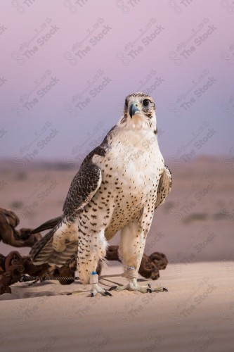 الصقر الطير الجارح تم تصويره بساعة الغسق بعد رحلة قنص بالبرية