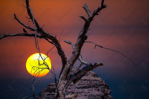 A shot of a tree stump on a rocky mountain at sunset, orange sky. Normal life in Saudi Arabia