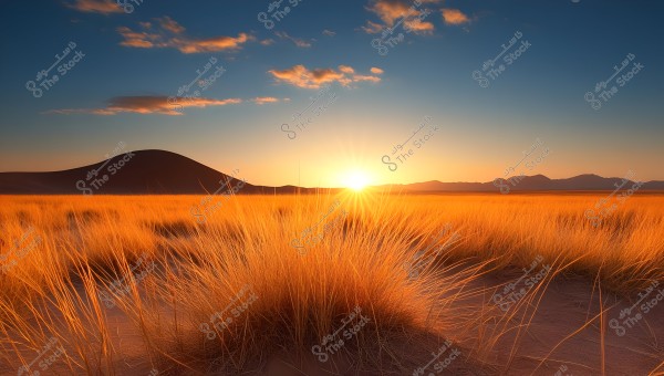 Image of a sunset over sandy dunes, with yellow, dry grass in the foreground. The horizon shows a range of mountains under a clear sky.