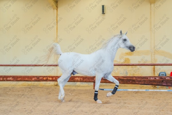 لقطة لخيل عربي بلون الابيض بأسطبل نهارًا ، سباقات الخيل ، جمال خيل العربي ، قفز الحواجز .