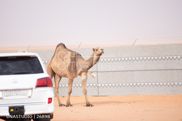 قافلة من الجمال المشاركة تسير في مهرجان الملك عبدالعزيز النسخه السادسة للأبل