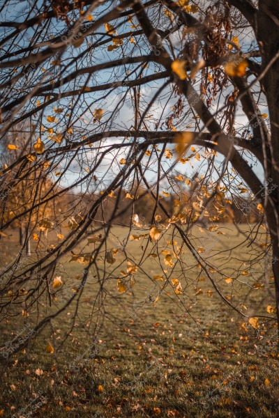 A tree with scattered yellow leaves on a sunny autumn day, with a background of grass and blue sky.