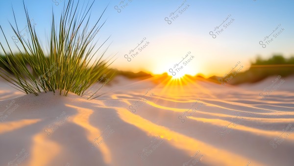 Image of a desert landscape showing colorful sand under the golden sunlight at sunset. A bunch of green grass sprouts from the ground in the foreground, with the horizon visible in the background along with distant shrubs and shadows stretching across the sand.
