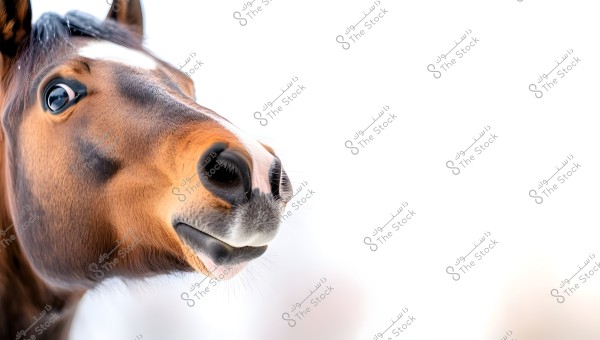 A close-up image of a horse\'s head with dark brown fur and a white patch on the forehead. The soft white background highlights the details of the horse\'s head.