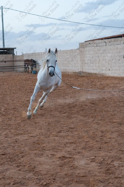 صورة لخيل عربي أصيل أبيض اللون في احد الإسطبلات، تربية وتدريب الخيول ، الخيل العربي الأصيل.