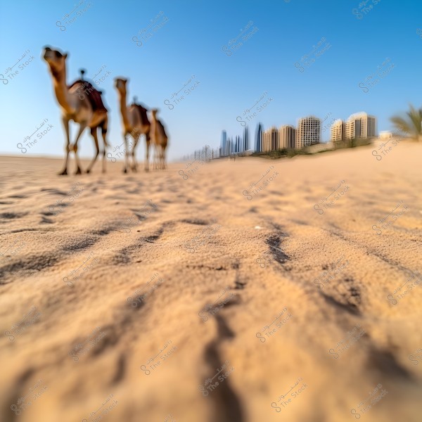 A landscape featuring three camels walking across a sandy desert, with a blurred backdrop of a city skyline with tall buildings. The clear blue sky adds a sense of tranquility.
