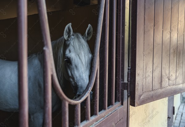 لقطة لخيل عربي بلون الابيض داخل حظيرة  بالإسطبل نهارًا ، سباقات الخيل ، جمال خيل العربي ، قفز الحواجز .