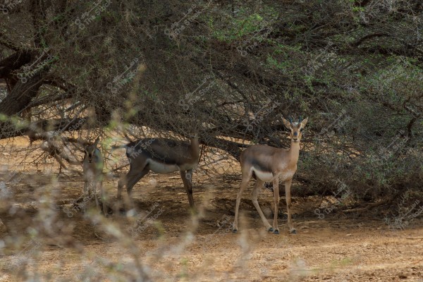 The image shows a group of gazelles standing under a dense tree in a desert environment. The gazelles have light brown coloring with pale underbellies, and the background is filled with thick green branches.