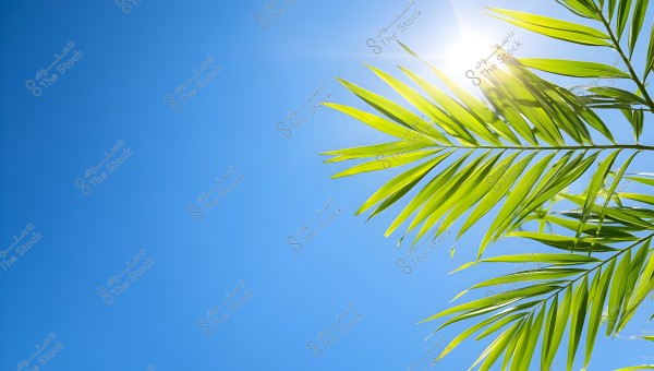 The image shows a bright blue sky with the sun shining in the top right corner. On the right side, there are vibrant green palm leaves illuminated by the bright sunlight.