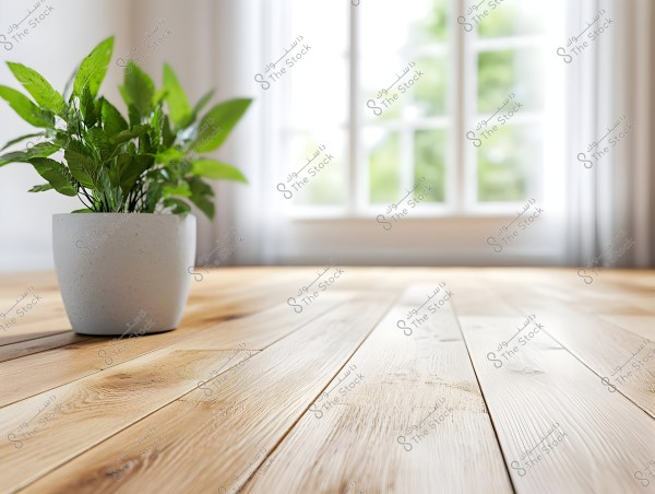 An image depicting a white ceramic flower pot containing a plant with bright green leaves, placed on a natural-colored wooden floor. In the background, daylight comes through a large three-panel window, with sheer curtains adding a soft aesthetic and light to the room.