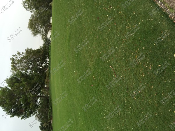 A wide grassy field with a cluster of trees in the background. The lush green grass covers most of the image, with some scattered leaves and branches on the ground. The trees in the background provide a natural and serene backdrop under a cloudy sky.