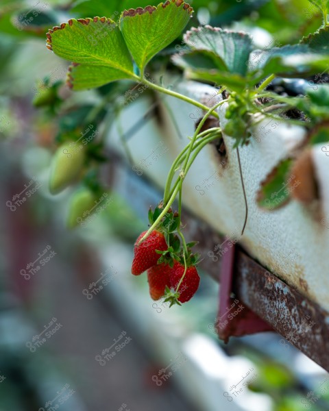 An image of ripe red strawberries hanging from a strawberry plant. The plants are growing on an elevated metal structure, with large green leaves prominent in the foreground, and an out-of-focus background featuring more unripe strawberries.