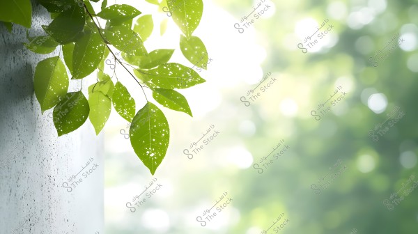 صورة لأوراق خضراء زاهية معلقة من فرع شجرة على خلفية ضبابية من الضوء الطبيعي. الجدار الخرساني الباهت يظهر على الجانب الأيسر من الصورة. الأوراق تحتوي على بقع ضوئية صغيرة وتضاء بضوء النهار.