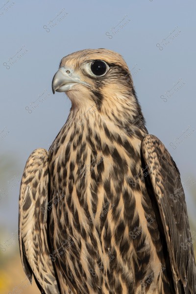 A close-up image of a beautifully patterned brown falcon standing against a clear blue sky. The details of the feathers show an exquisite pattern on its chest and wings, reflecting light to highlight its natural beauty.