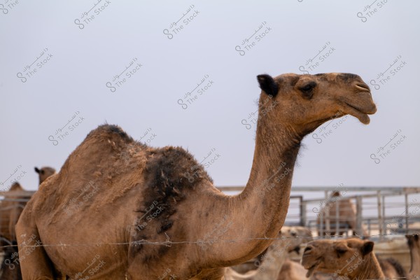The image shows a brown camel standing prominently in the foreground against a clear sky. Part of its body with a hump on its back is visible, and its head is turned to the right. In the background, there is a group of other camels within a fenced enclosure.