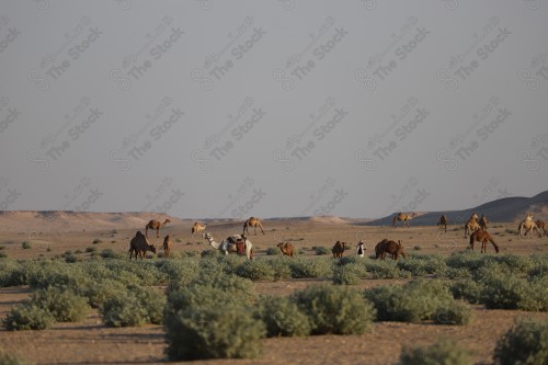 لقطة لمجموعة من الجمال في صحراء الممكلة العربية السعودية. جمال ترعى في الصحراء، مجموعة من الأعشاب الخضراء