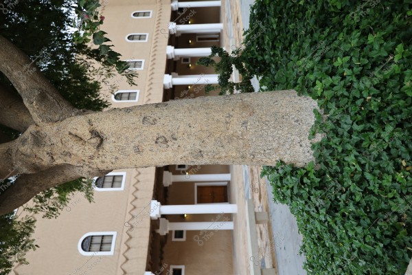 An image of a large tree with its trunk dominating the foreground, while a traditional building with white columns and arched windows is visible in the background. Dense green foliage surrounds the tree. The building features traditional Arab decorative elements.