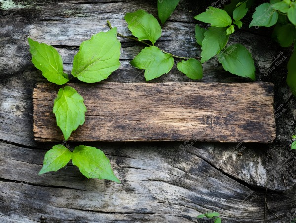 Image of a rectangular wooden plank placed on an old, weathered wooden background, surrounded by vibrant green leaves. The leaves are naturally scattered across the wood and background, adding a natural and aesthetic texture to the scene.