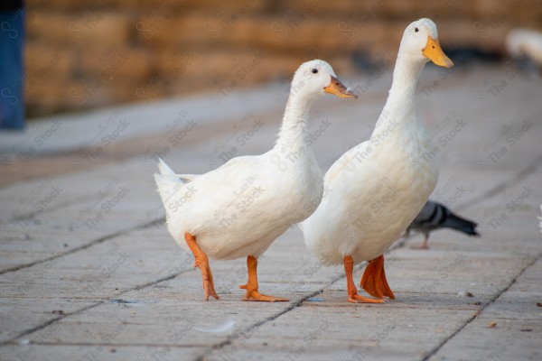 البط الأبيض في مناطق السعودية