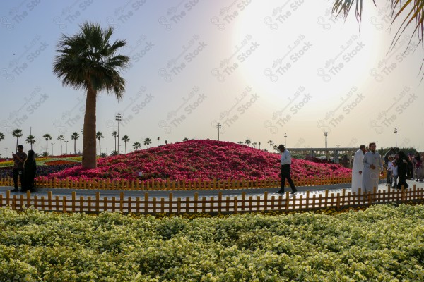 انطلاق مهرجان ومعرض الزهور في مدينة ينبع، معالم وأماكن سياحة عائلية ترفيهية، الورود والأزهار المتفتحة والملونة، الطبيعة في المملكة العربية السعودية، الاهتمام بالمنتزهات والحدائق