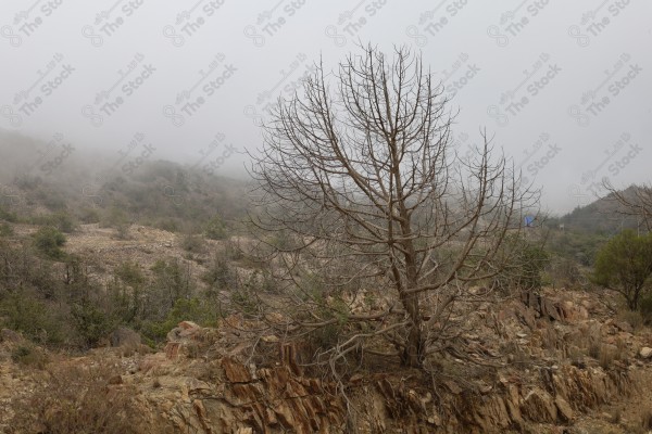 مدينة الباحة الجميلة - ضباب و سحب وطبيعة ساحرة - معالم سياحية المملكة العربية السعودية