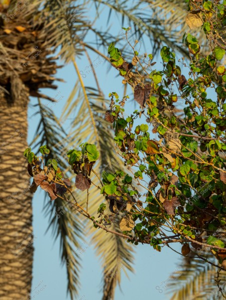 صور سد حنيفة في مدينة الرياض وسماء صافية