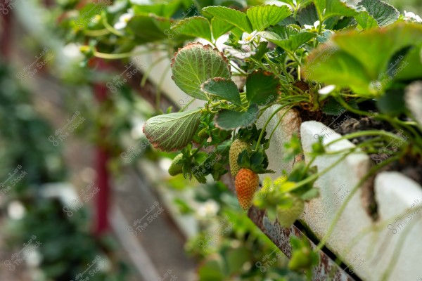 An image showing a strawberry plant with green leaves and unripe strawberries starting to redden, planted in a white container. The background contains more plants and is slightly blurred.