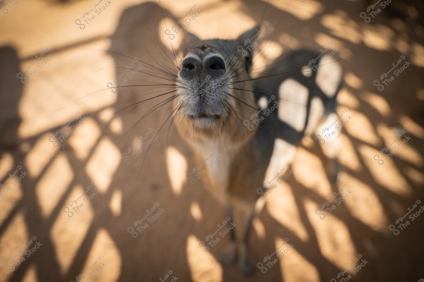 Close-up image of a small animal resembling a rabbit, prominently showing its nose and long whiskers. The animal stands on a dirt ground, with shadows from a grid cast on the ground in the background.