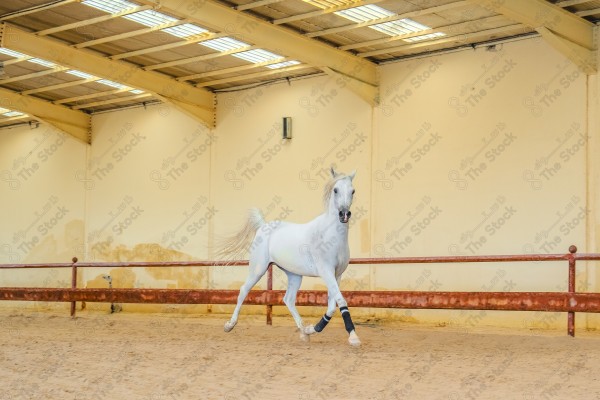 لقطة لخيل عربي بلون الابيض بأسطبل نهارًا ، سباقات الخيل ، جمال خيل العربي ، قفز الحواجز .