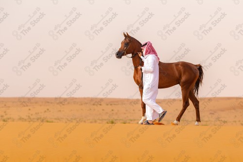 خيال سعودي يمسك حصان عربي أصيل بني اللون في الصحراء، تربية الخيول، هواية ركوب الخيل