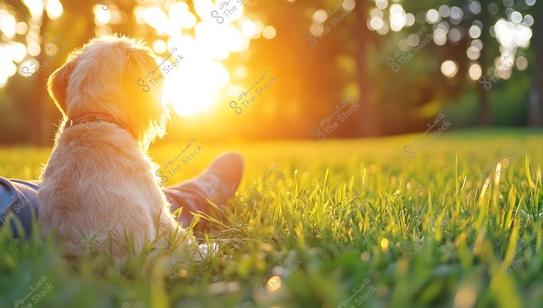 A light brown furry dog wearing a red collar sits beside a person lying in a green grassy field. The golden sunlight appears on the horizon with a blurred background featuring trees and soft glowing lights.