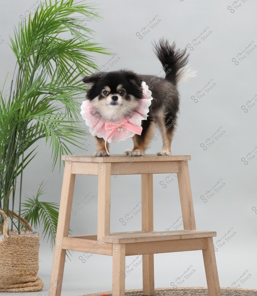 A small dog with black and brown fur stands on a wooden step stool. It wears a pink lace collar adorned with a ribbon and sparkling beads. Next to it is a green plant in a wicker basket on a gray floor.