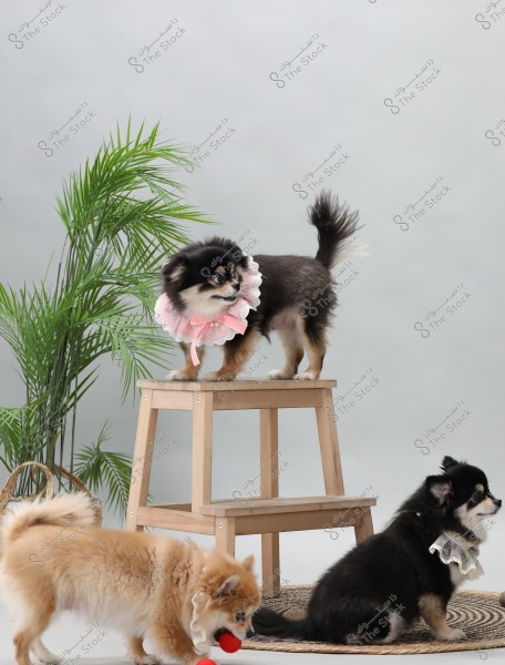 The image shows three Chihuahua dogs in an indoor setting. The first dog, with black and white fur, stands on a wooden platform wearing a pink lace collar. The second dog, with brown fur, holds a red ball in its mouth and walks on the floor. The third dog sits on a round wicker mat, wearing an embellished collar. In the background, there is a decorative plant with green leaves.