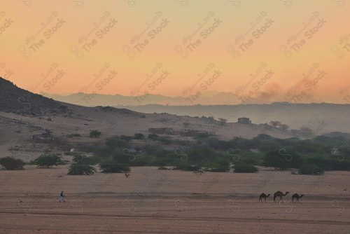 قطيع من الإبل تسير في الصحراء نهارًا وتظهر السماء شبه صافية، قافلة تسير بالصحراء.