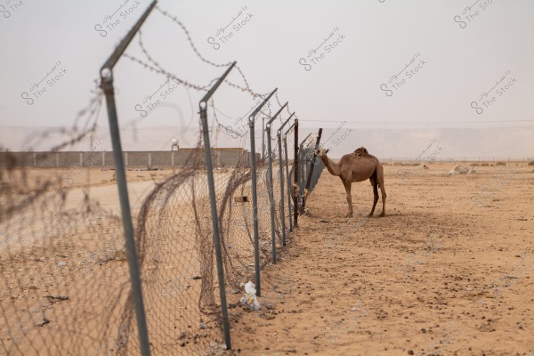 The image shows a camel standing next to a barbed wire fence in a vast desert. The sky is slightly cloudy, and another camel is lying in the background near a distant wall. The ground appears dry and is covered with sand and pebbles.