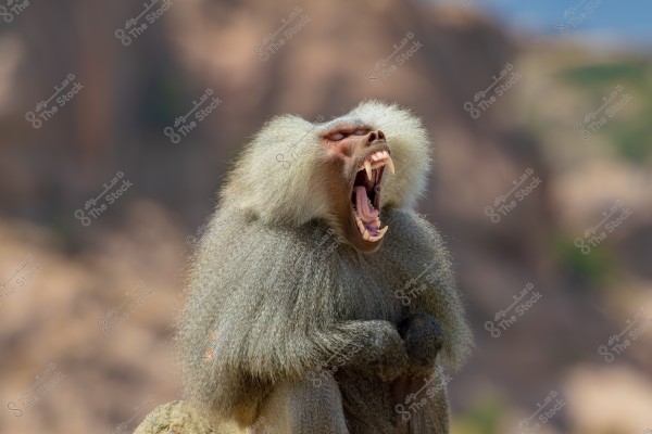 صورة لقرد البابون يظهر وهو يصرخ وفمه مفتوح كاشفًا عن أنيابه الحادة. يبدو البابون بفراء كثيف رمادي اللون, ويظهر في الخلفية منظر طبيعي ضبابي.