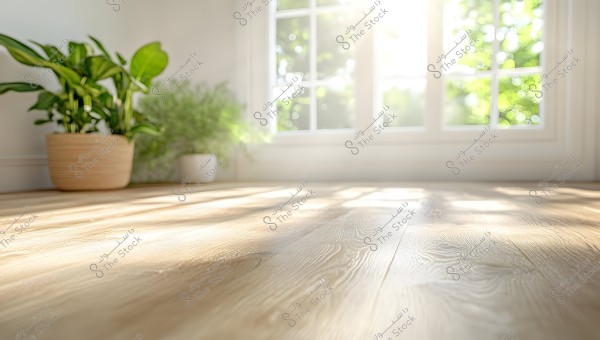 The image shows a sunlit wooden floor with sunlight streaming in. To the left, there is a green plant in a wooden pot and another plant in a white pot. Sunlight filters through a large two-pane window, filling the room with bright and warm ambiance, with a green backdrop visible outside the window.