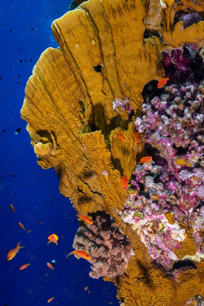 A snapshot of a group of divers surrounded by coral reefs and fish in the depths of the sea, oceans and seas, sea creatures, marine life, ocean depths and seas.