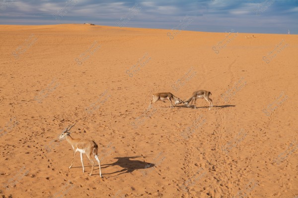 An image depicting a vast desert under a blue sky with scattered clouds. Three gazelles are visible in the foreground, with one on the left walking away while the other two in the center are engaged in a head-to-head tussle. The warm, sandy terrain extends in all directions, with the gazelles\' footprints clearly visible.