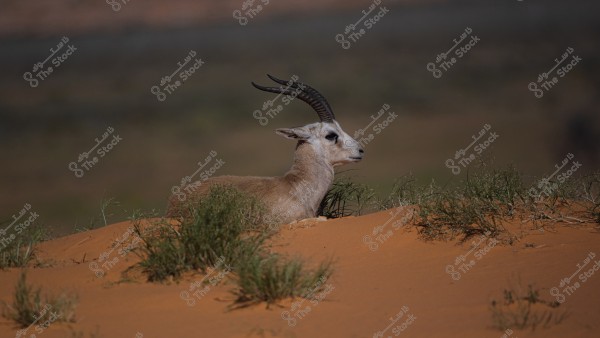Image of an Arabian oryx resting on a sandy dune in the desert. The oryx has long, curved horns pointing backward and light brown fur with darker gradients around its face. It is surrounded by some green desert vegetation, with a dark-colored desert landscape stretching behind.
