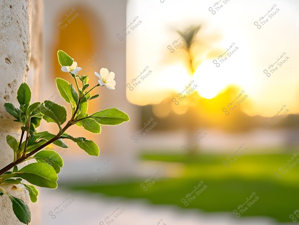 A small white flower with green leaves growing from the side of a stone wall illuminated by sunlight. In the background, a golden sunset is blurred with the silhouette of a palm tree and gentle haze over a green field.