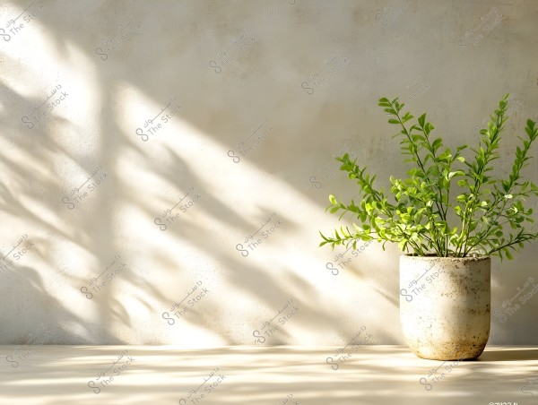 Image of a green plant in a clay pot on a flat surface, with the shadows of the plant\'s leaves reflected on the pale wall in the background, creating a beautiful and serene effect.