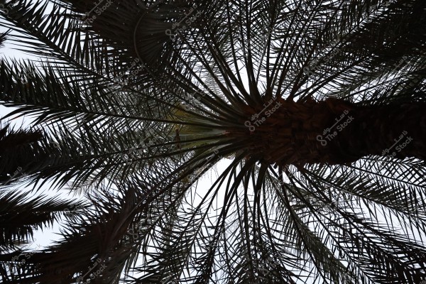 An image of a palm tree taken from below, showing the long, slender leaves extending outward from the central trunk, with a backdrop of a faint blue sky.