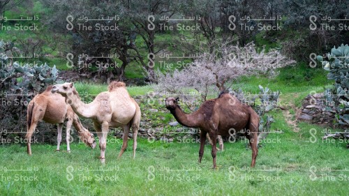 مجموعة من الجمال يتناولون الأعشاب في احدى الغابات الخضراء جنوب المملكة العربية السعودية